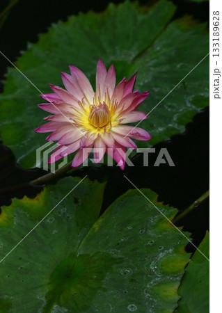 水面に優雅に浮かぶ 水面に優雅に浮かぶ 133189628
