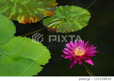 水面に優雅に浮かぶ 133189630