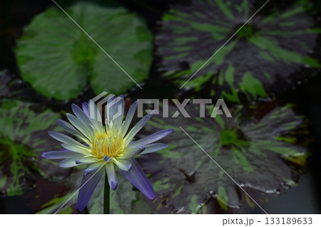 水面に優雅に浮かぶ 133189633