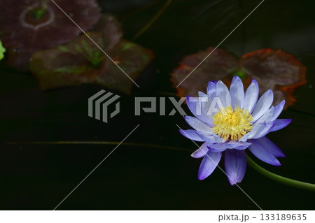 水面に優雅に浮かぶ 水面に優雅に浮かぶ 133189635