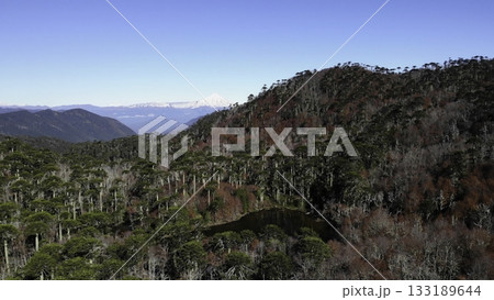 Stunning aerial view of conguillio national park showcasing the vibrant autumn foliage and llaima volcano Stunning aerial view of conguillio national park showcasing the vibrant autumn foliage and llaima volcano 133189644