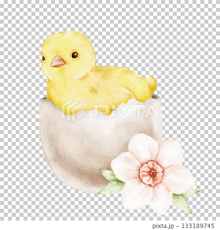 Watercolor illustration of a small yellow chick is hatched sitting inside an eggshell with a soft flower accent. Ideal for Easter cards, packaging, children projects, posters, and seasonal design 133189745
