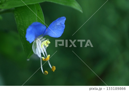 涼やかな青色の花 涼やかな青色の花 133189866