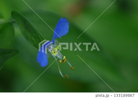 涼やかな青色の花 133189867