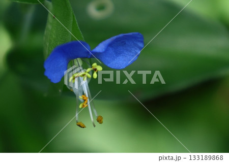 涼やかな青色の花 133189868