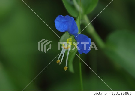 涼やかな青色の花 133189869