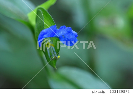 涼やかな青色の花 涼やかな青色の花 133189872