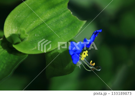 涼やかな青色の花 涼やかな青色の花 133189873