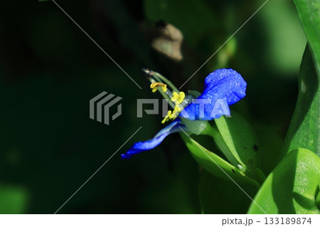 涼やかな青色の花 涼やかな青色の花 133189874
