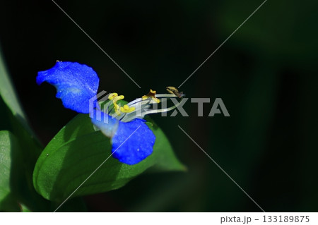 涼やかな青色の花 133189875