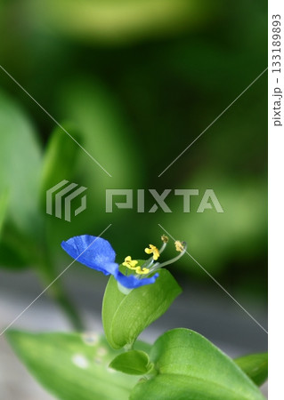 涼やかな青色の花 133189893