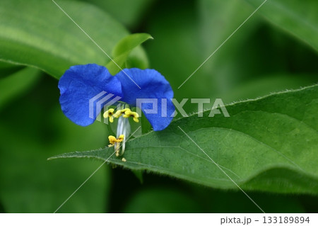 涼やかな青色の花 涼やかな青色の花 133189894