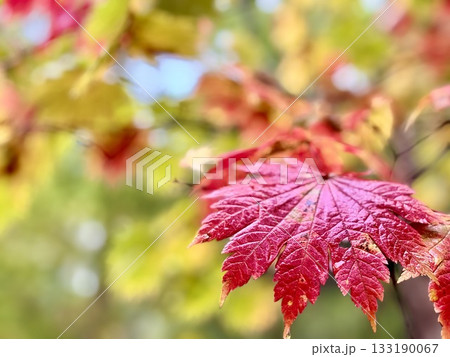 紅葉したハウチワカエデの葉 133190067