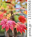 紅葉したハウチワカエデの葉 133190068