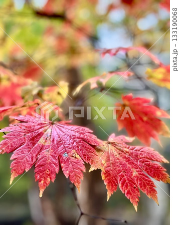 紅葉したハウチワカエデの葉 紅葉したハウチワカエデの葉 133190068