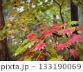 紅葉したハウチワカエデの葉 133190069
