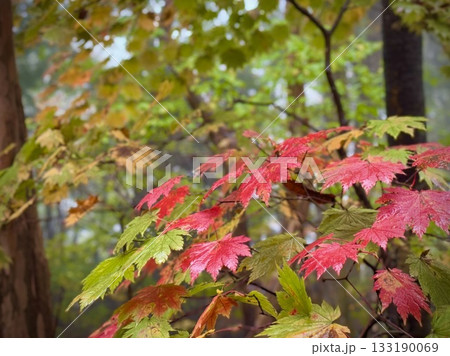 紅葉したハウチワカエデの葉 133190069
