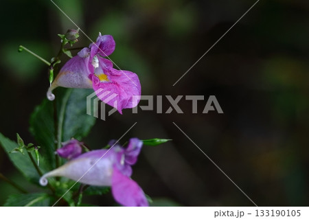 ほら貝に似た花 ほら貝に似た花 133190105