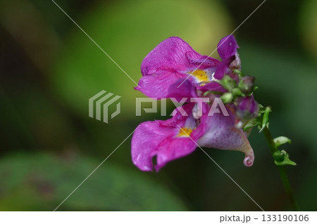 ほら貝に似た花 ほら貝に似た花 133190106