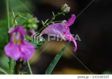 ほら貝に似た花 133190107