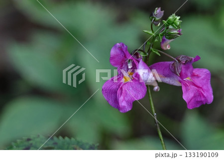 ほら貝に似た花 133190109