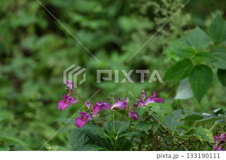 ほら貝に似た花 ほら貝に似た花 133190111