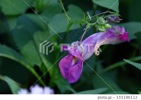 ほら貝に似た花 133190112