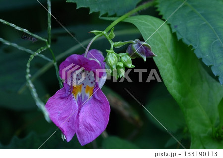 ほら貝に似た花 133190113