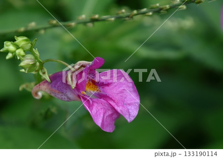 ほら貝に似た花 133190114