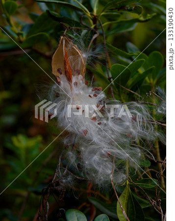 キョウチクトウ科ガガイモの種子散布 キョウチクトウ科ガガイモの種子散布 133190430