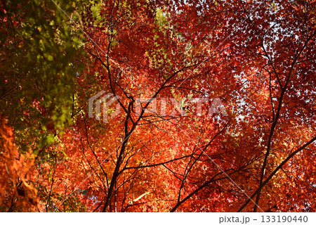 紅葉 紅葉 133190440