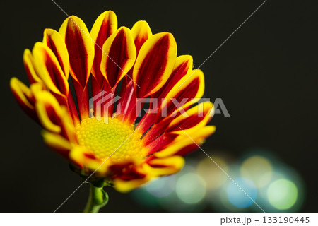 フウシャギク フウシャギク 133190445