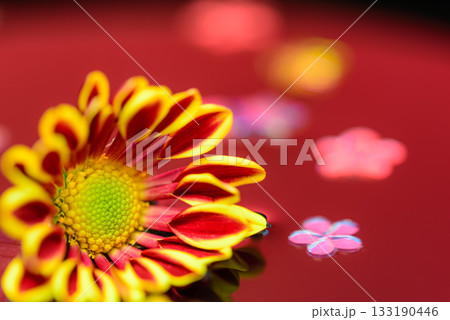 フウシャギク 133190446