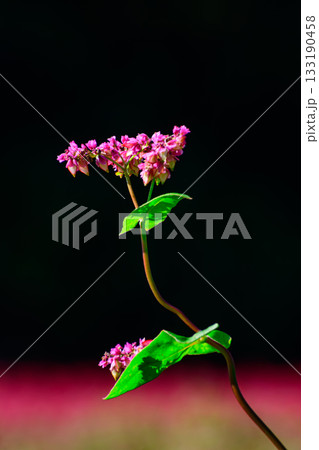 赤ソバの花 赤ソバの花 133190458