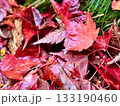 紅葉したカエデの葉 133190460