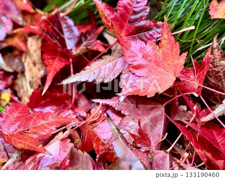 紅葉したカエデの葉 133190460