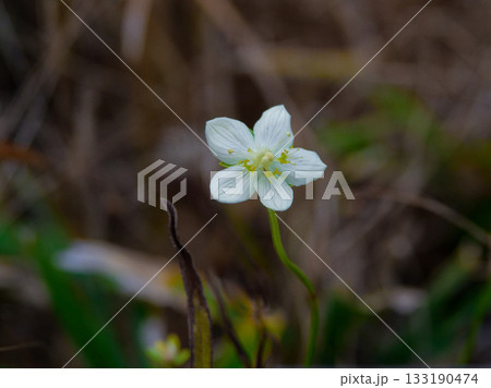 ウメバチソウの花 133190474