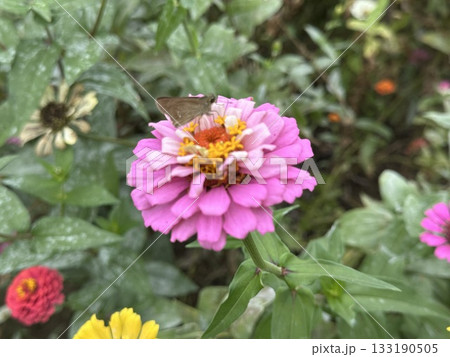 百日草の蜜を吸うセセリ 133190505