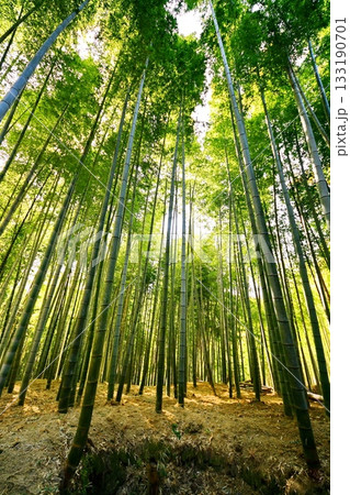 京都府 伏見稲荷大社 竹の下道 京都市伏見区深草藪之内町 2022 年 2月 京都府 伏見稲荷大社 竹の下道 京都市伏見区深草藪之内町 2022 年 2月 133190701