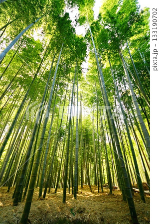 京都府 伏見稲荷大社 竹の下道 京都市伏見区深草藪之内町 2022 年 2月 京都府 伏見稲荷大社 竹の下道 京都市伏見区深草藪之内町 2022 年 2月 133190702