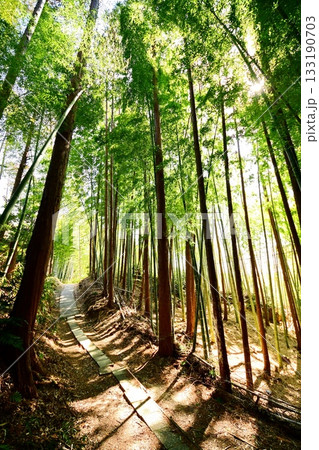 京都府　伏見稲荷大社　竹の下道　京都市伏見区深草藪之内町　2022 年 2月 133190703