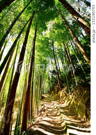 京都府　伏見稲荷大社　竹の下道　京都市伏見区深草藪之内町　2022 年 2月 133190705