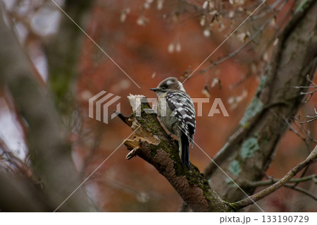 コゲラ♀の採餌 コゲラ♀の採餌 133190729