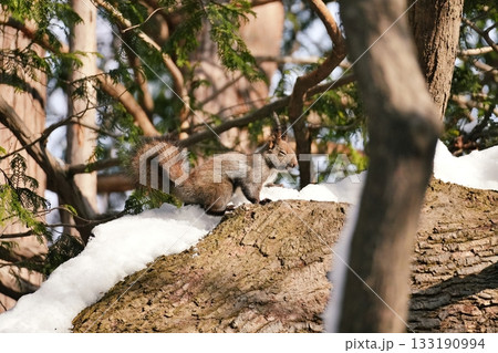 野生のエゾリス 野生のエゾリス 133190994