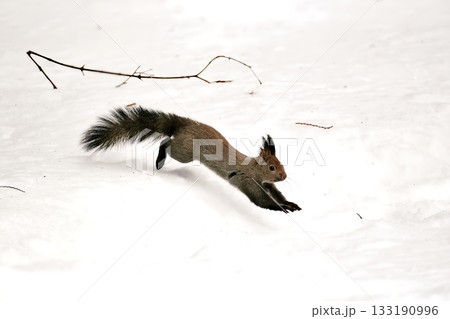 野生のエゾリス 133190996