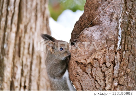 野生のエゾリス 133190998