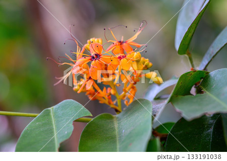 Beautiful Orange Ashoka tree flower or Saraca asoca blooming in summer season, Thailand. Family Fabaceae. 133191038