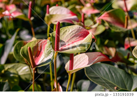 Red Flamingo Flower or Anthurium andraeanum flower blooming in the garden. Family Araceae. 133191039