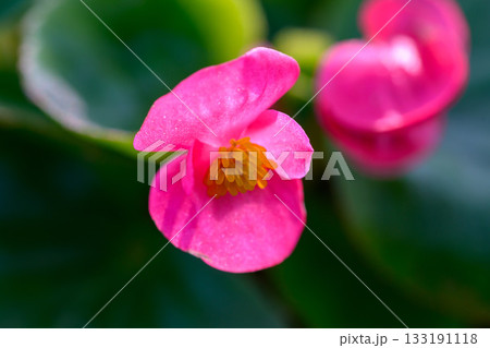 Close-up pink Begonia flower blooming in the garden. Family Begoniaceae. Close-up pink Begonia flower blooming in the garden. Family Begoniaceae. 133191118