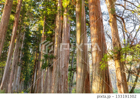 《長野県》戸隠・参道の杉並木 133191302